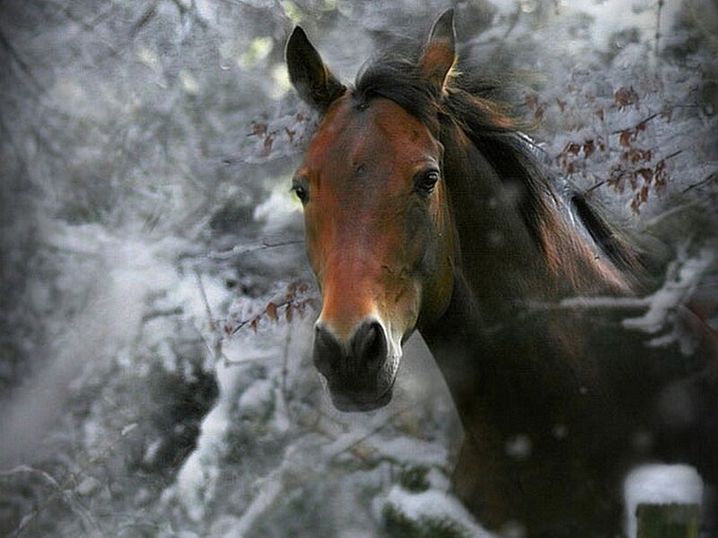 Brown Horse in Snow — Cold