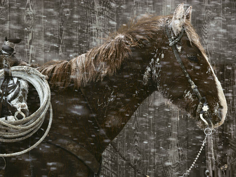 Brown Horse in Snow — Cold, Winter