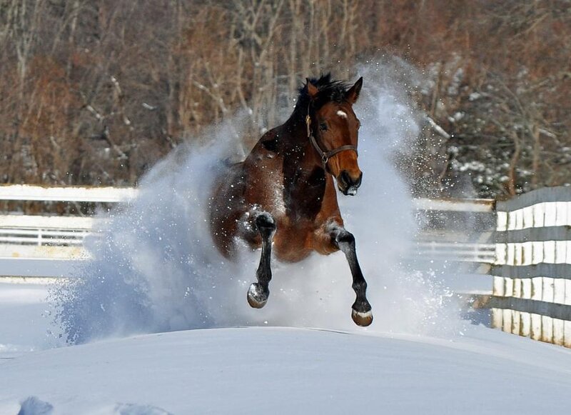 Brown Horse in Snow — Dynamic