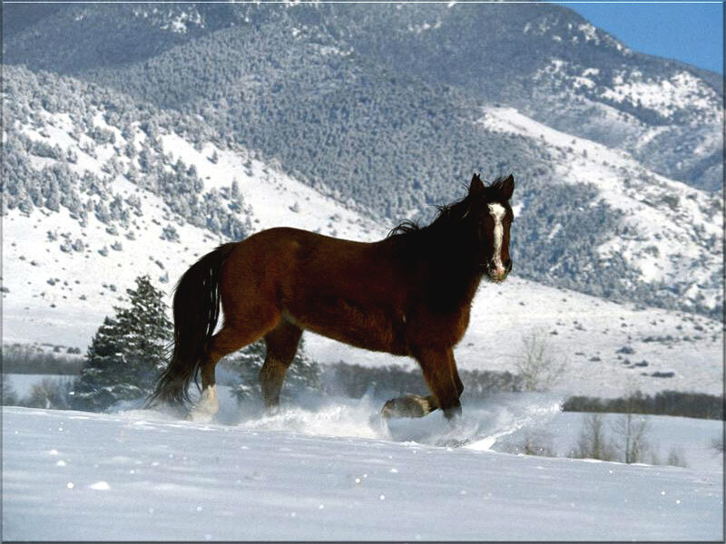 Brown Horse in Snow — Dynamic, Winter
