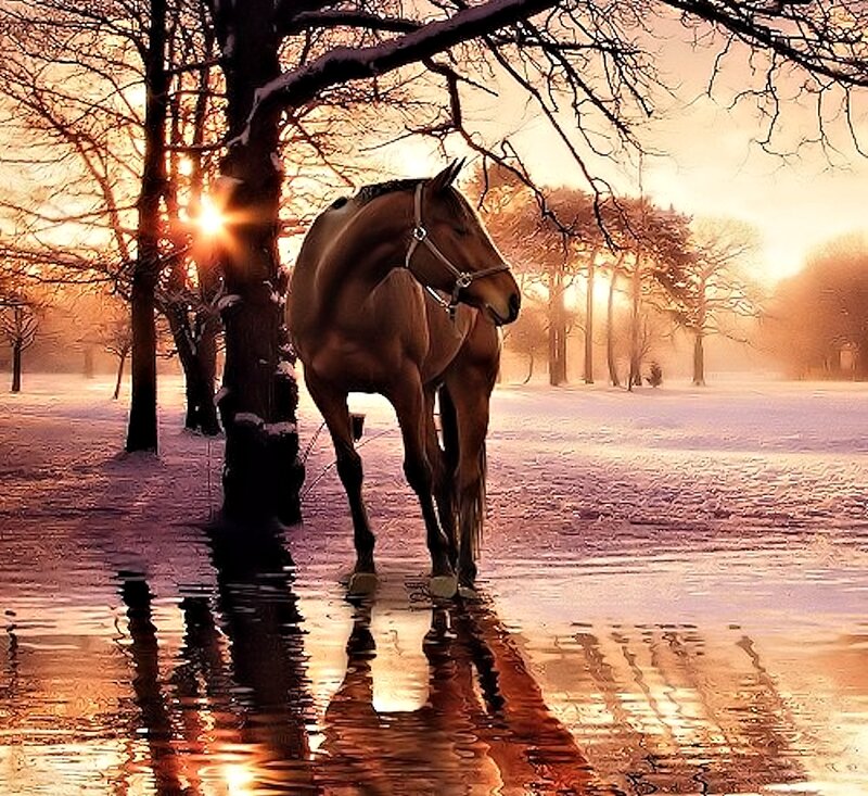 Brown Horse in Snow — Orange