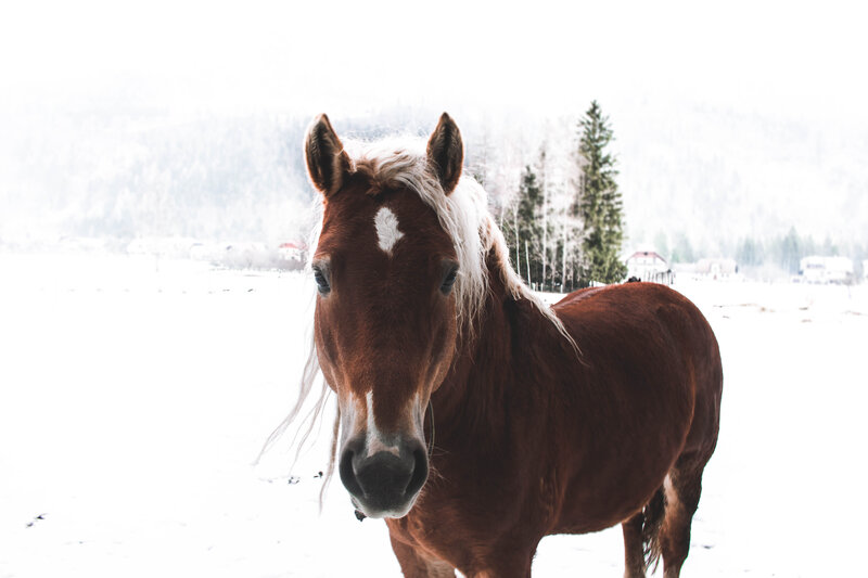 Brown Horse in Snow — Serene, Winter, Photograph, Trees
