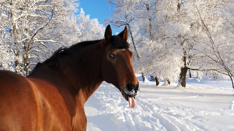 Brown Horse in Snow — Serene, Winter, Photograph, Trees, Tongue