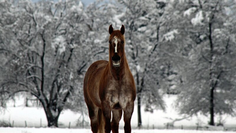 Brown Horse in Snow — Serene, Winter