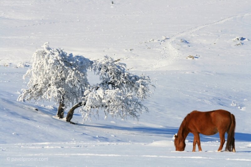Brown Horse in Snow