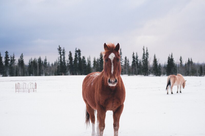 Brown Horse in Snow — White, Calm