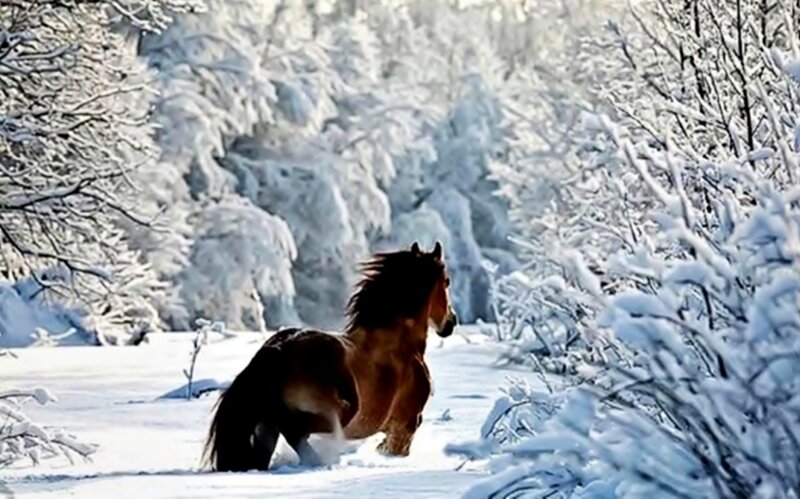Brown Horse in Snow — White, Serene