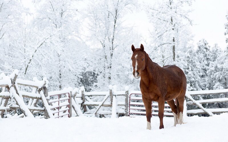 Brown Horse in Snow — White, Serene, Winter