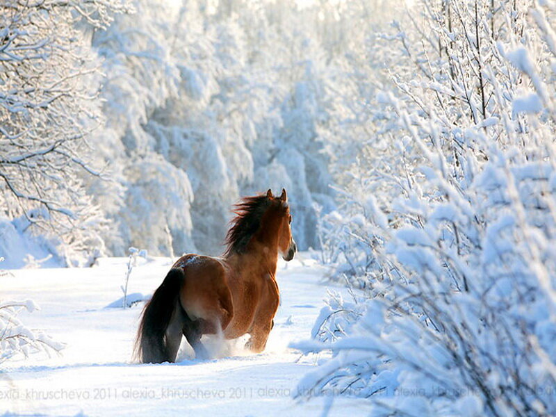 Brown Horse in Snow — White