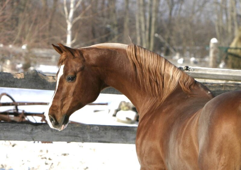 brown horse in snowy field
