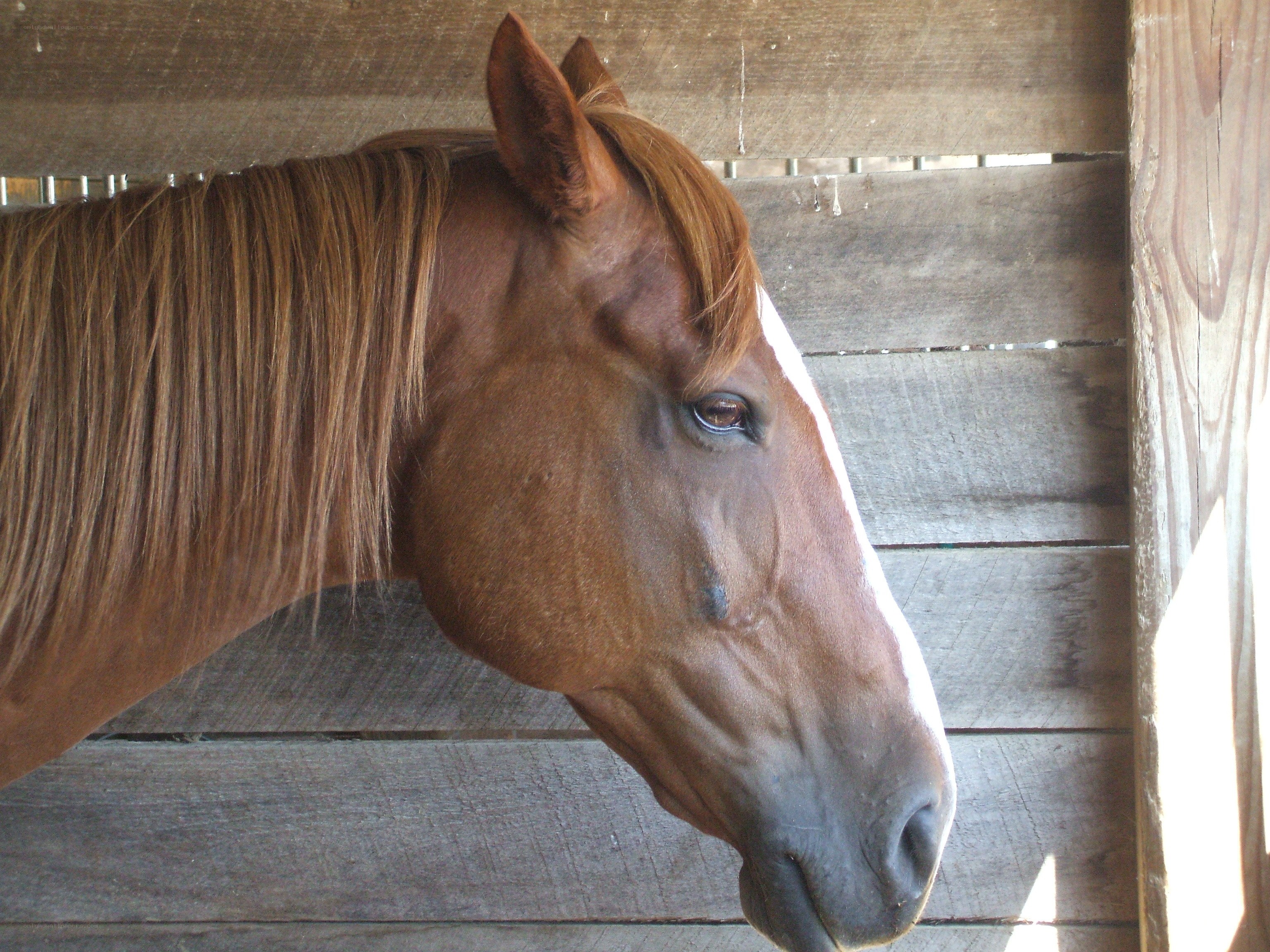 brown horse in stable