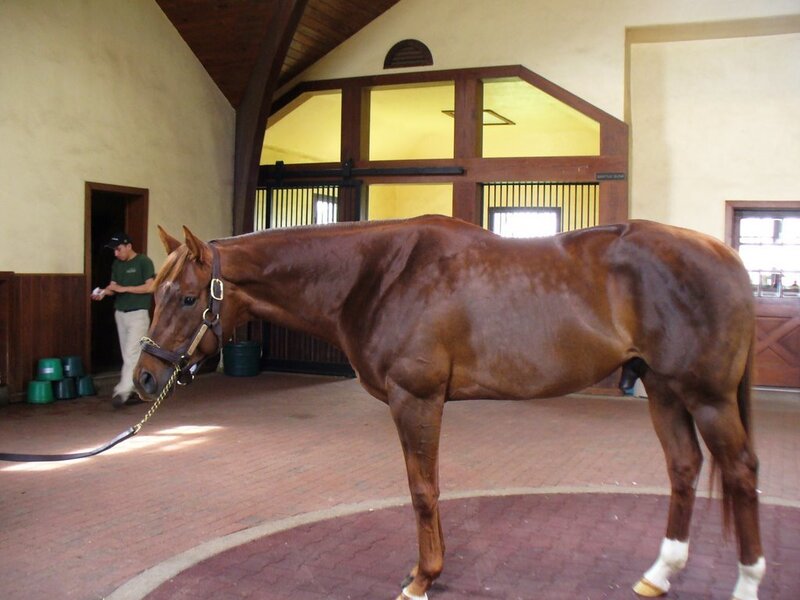 Brown Horse in Stable — Calm, Afternoon, Photograph, Man