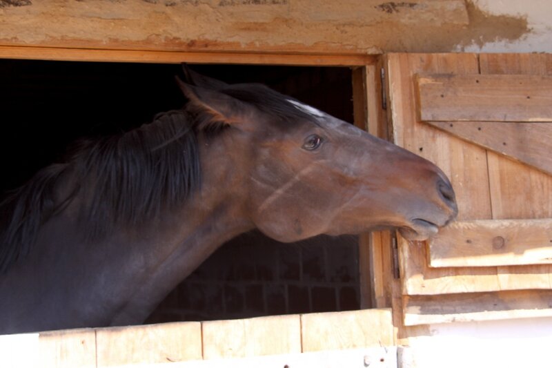 Brown Horse in Stable — Calm, Afternoon
