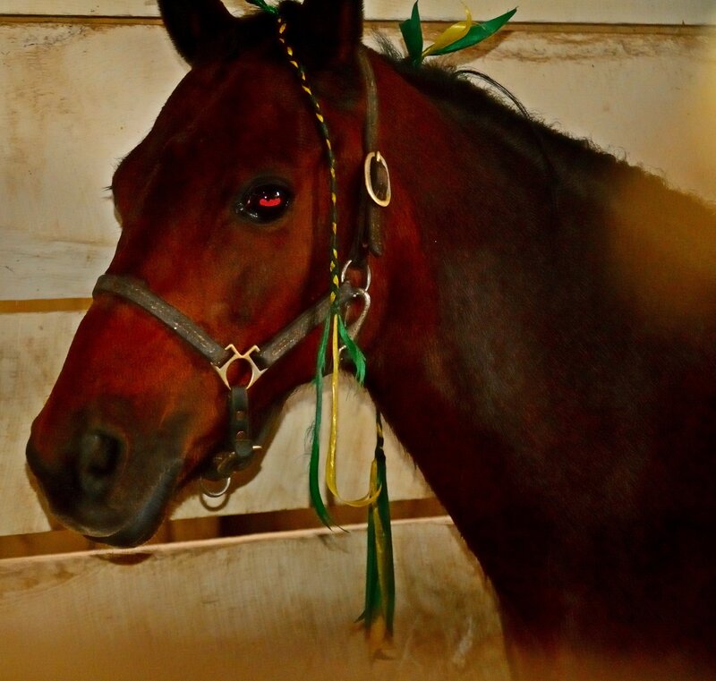 Brown Horse in Stable — Calm, Photograph, Bridle, Ribbons