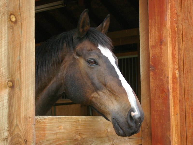 Brown Horse in Stable — Calm, Photograph
