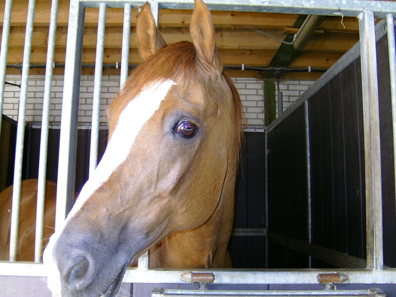 Brown Horse in Stable — Calm