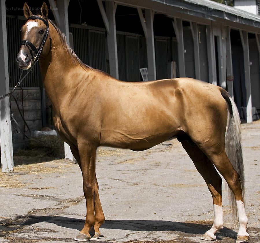 brown horse in stable
