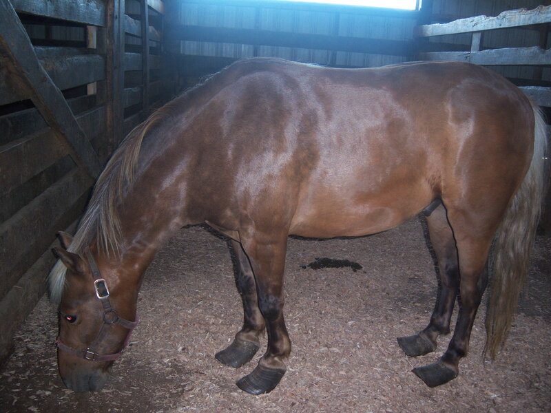 Brown Horse in Stall — Calm