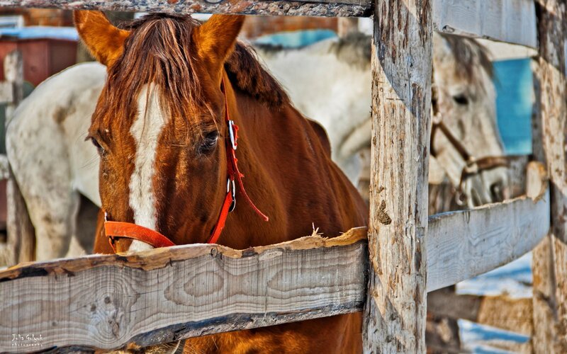 Brown Horse in Stall