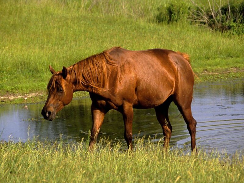 Brown Horse in Water — Calm