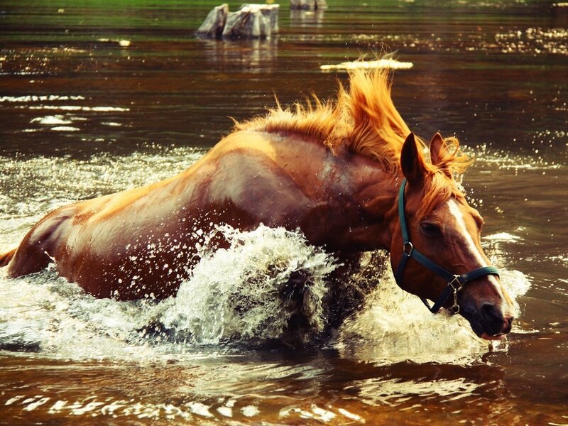 Brown Horse in Water — Dynamic, Afternoon