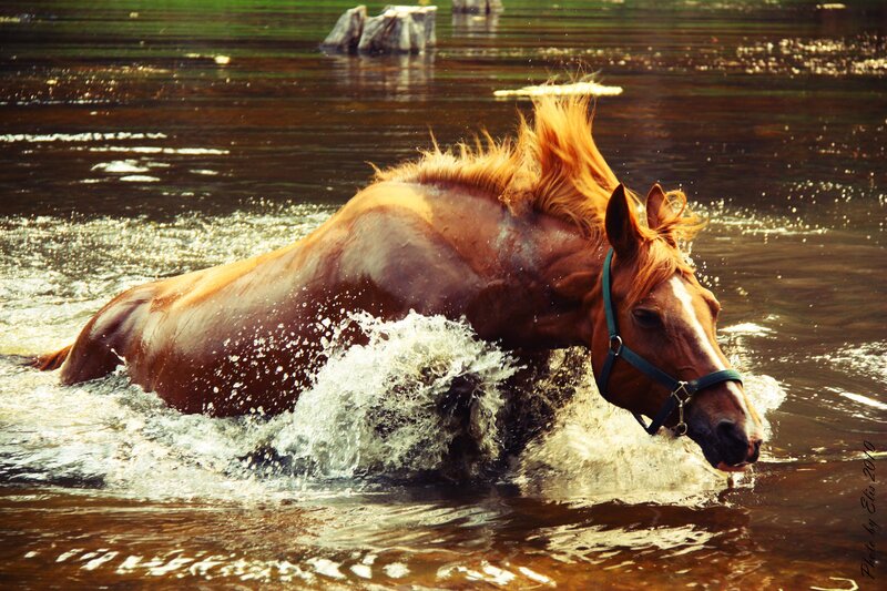Brown Horse in Water — Dynamic, Photograph, Splashes