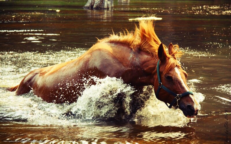 Brown Horse in Water — Dynamic, Photograph
