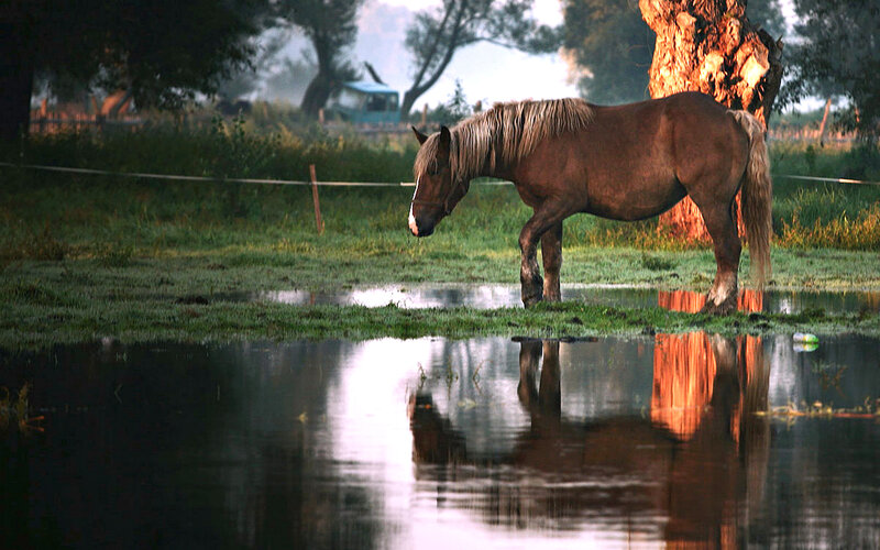 Brown Horse in Water — Green, Serene