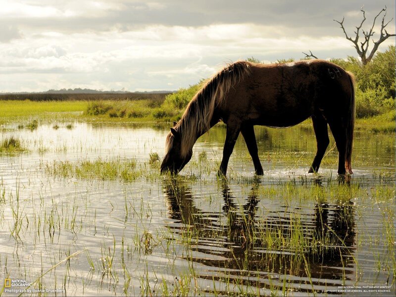 Brown Horse in Water — Green
