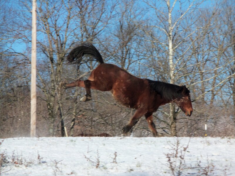 Brown Horse Jumping