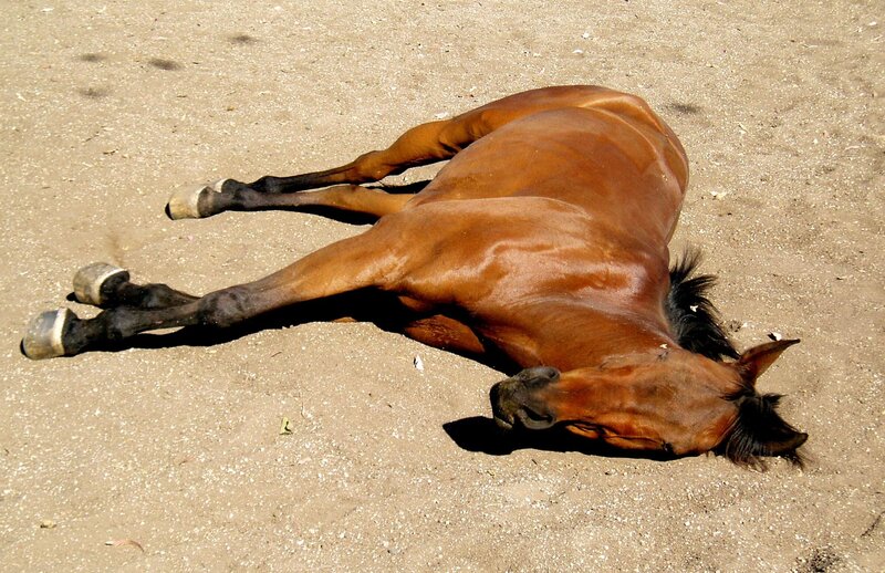 Brown Horse Lying Down — Calm