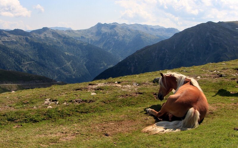 Brown Horse Lying Down — Green, Serene