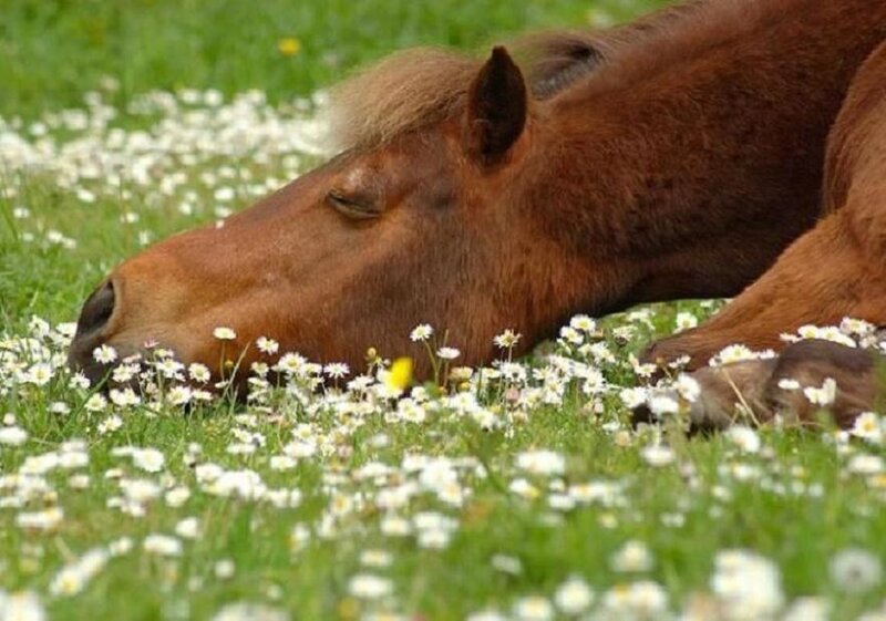 Brown Horse Lying Down — Green