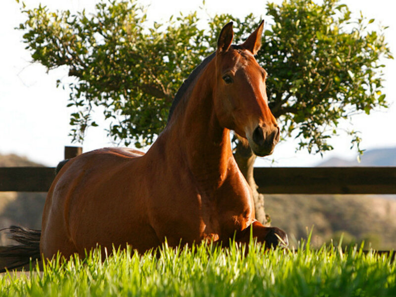 Brown Horse Lying Down — Serene