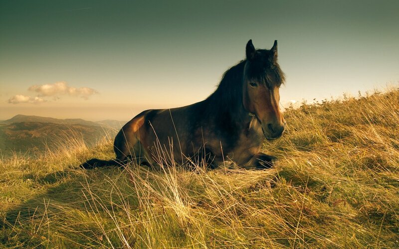 Brown Horse Lying Down