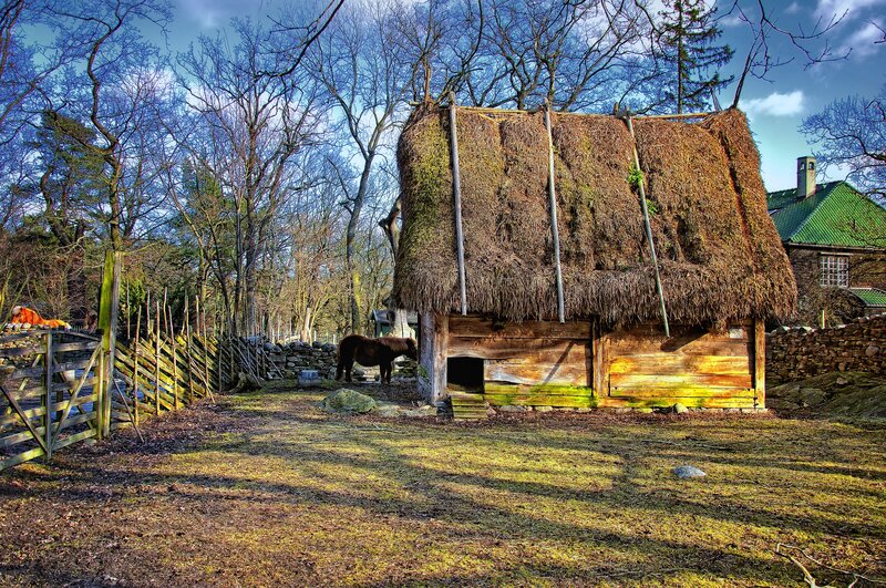 Brown Horse Near Hut