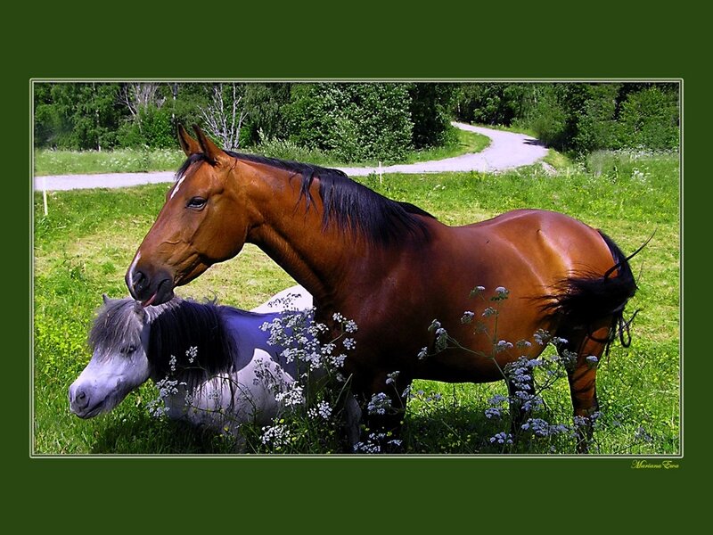 Brown Horse Nuzzling Pony