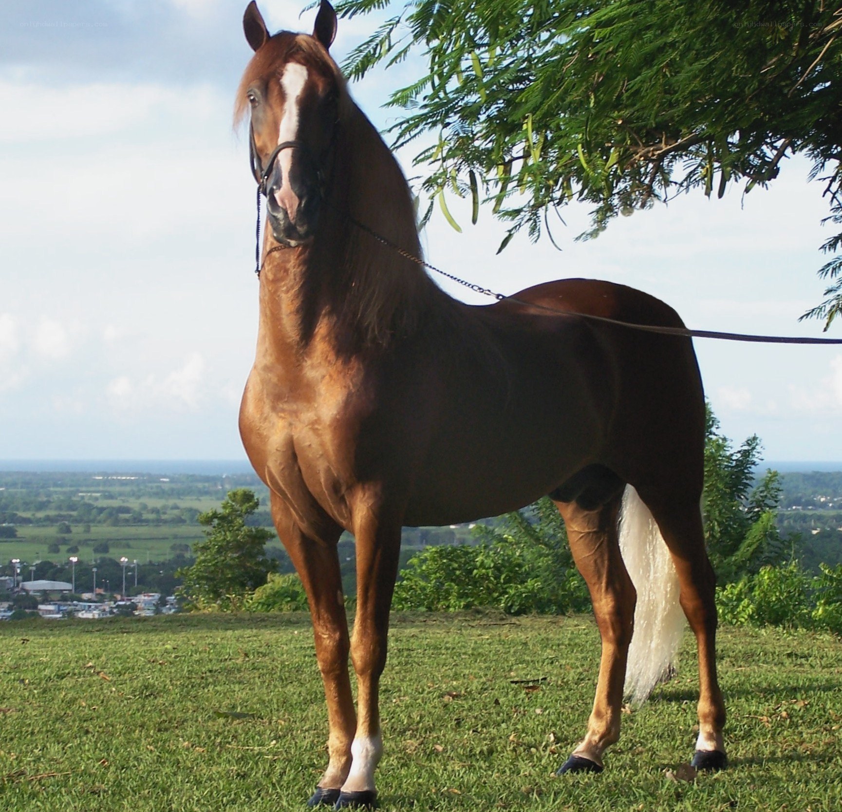 brown horse on a hill