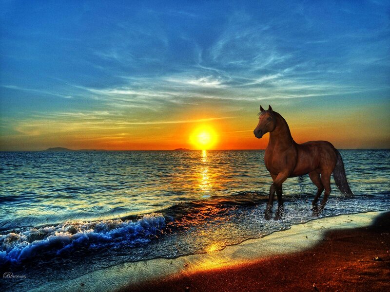 Brown Horse on Beach — Blue, Dramatic