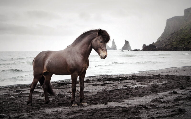 Brown Horse on Beach — Gray