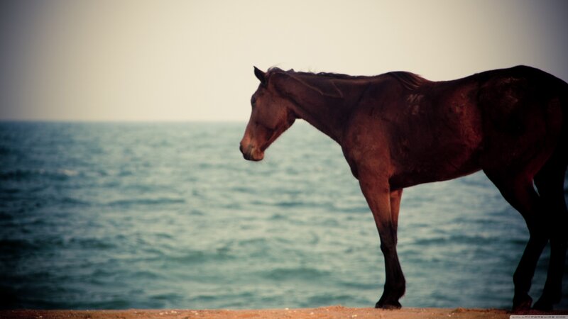 Brown Horse on Beach — Serene, Sunset