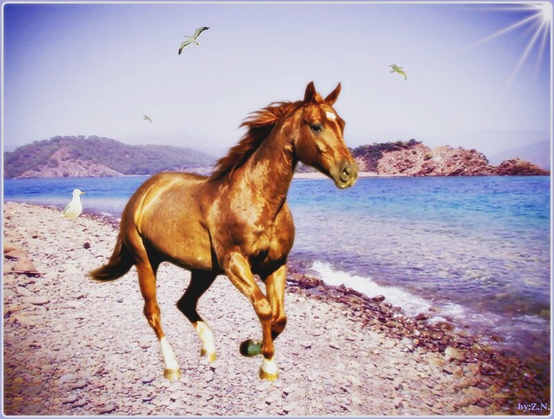 Brown Horse on Beach — Serene