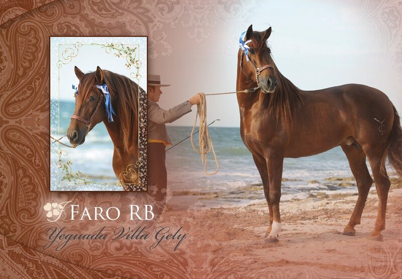 Brown Horse on Beach