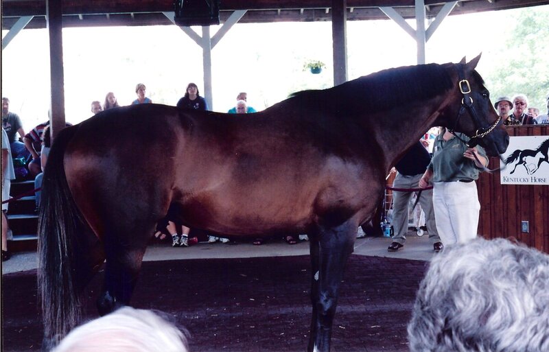 Brown Horse on Display