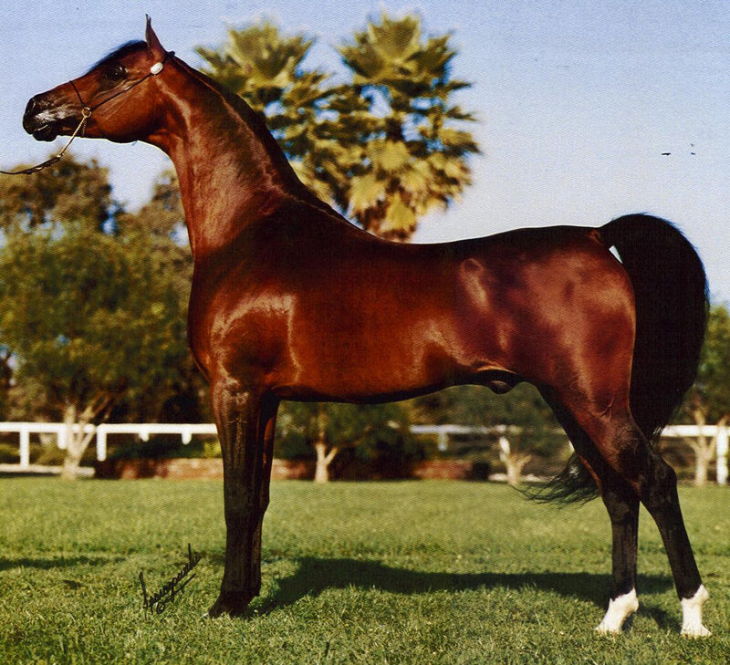 brown horse on grass
