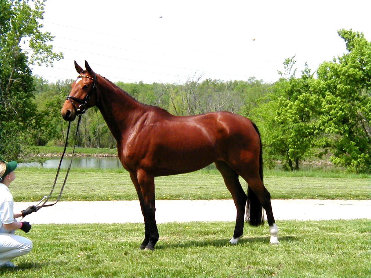 brown horse on grass