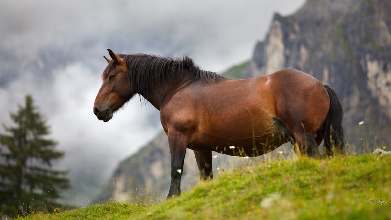 Brown Horse on Hillside