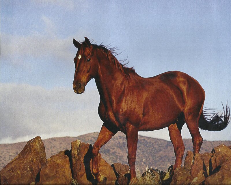 Brown Horse on Rocks