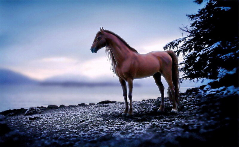 Brown Horse on Rocky Shore — Blue