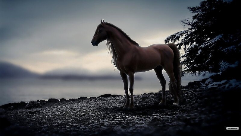 Brown Horse on Rocky Shore — Gray, Dramatic